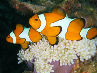 We found Nemo - Western Clownfish